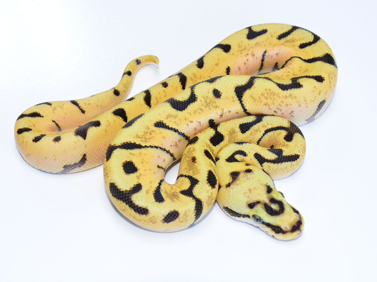 Fire Pastel Super Enchi Woma