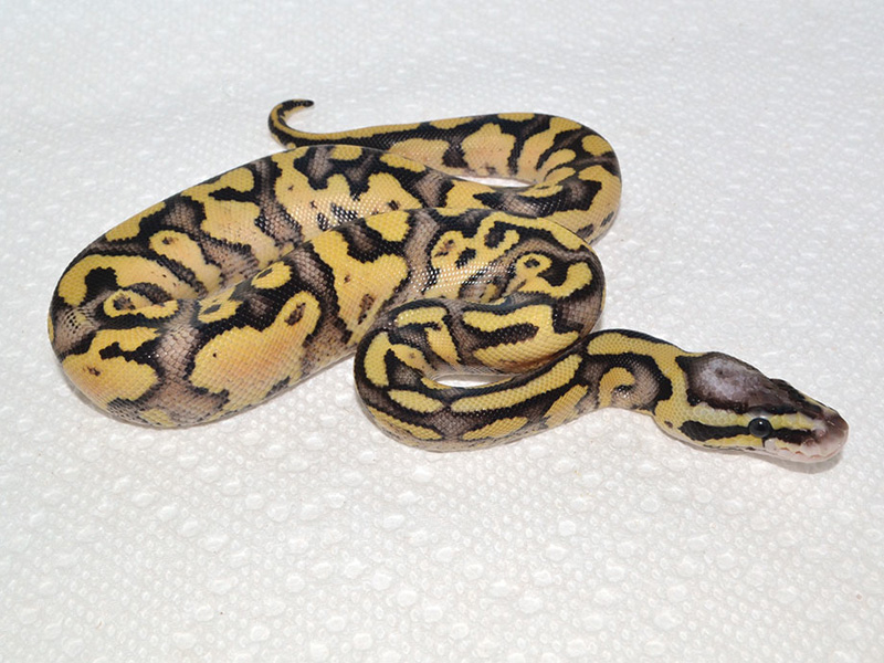 Fire Pastel Yellow Belly Jungle Woma