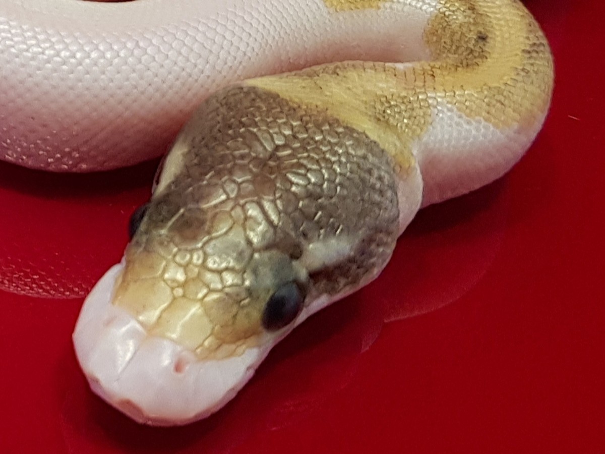 Fire Phantom Piebald