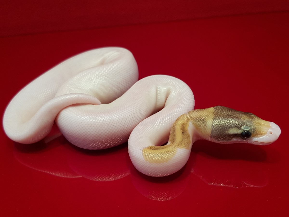 Fire Phantom Piebald