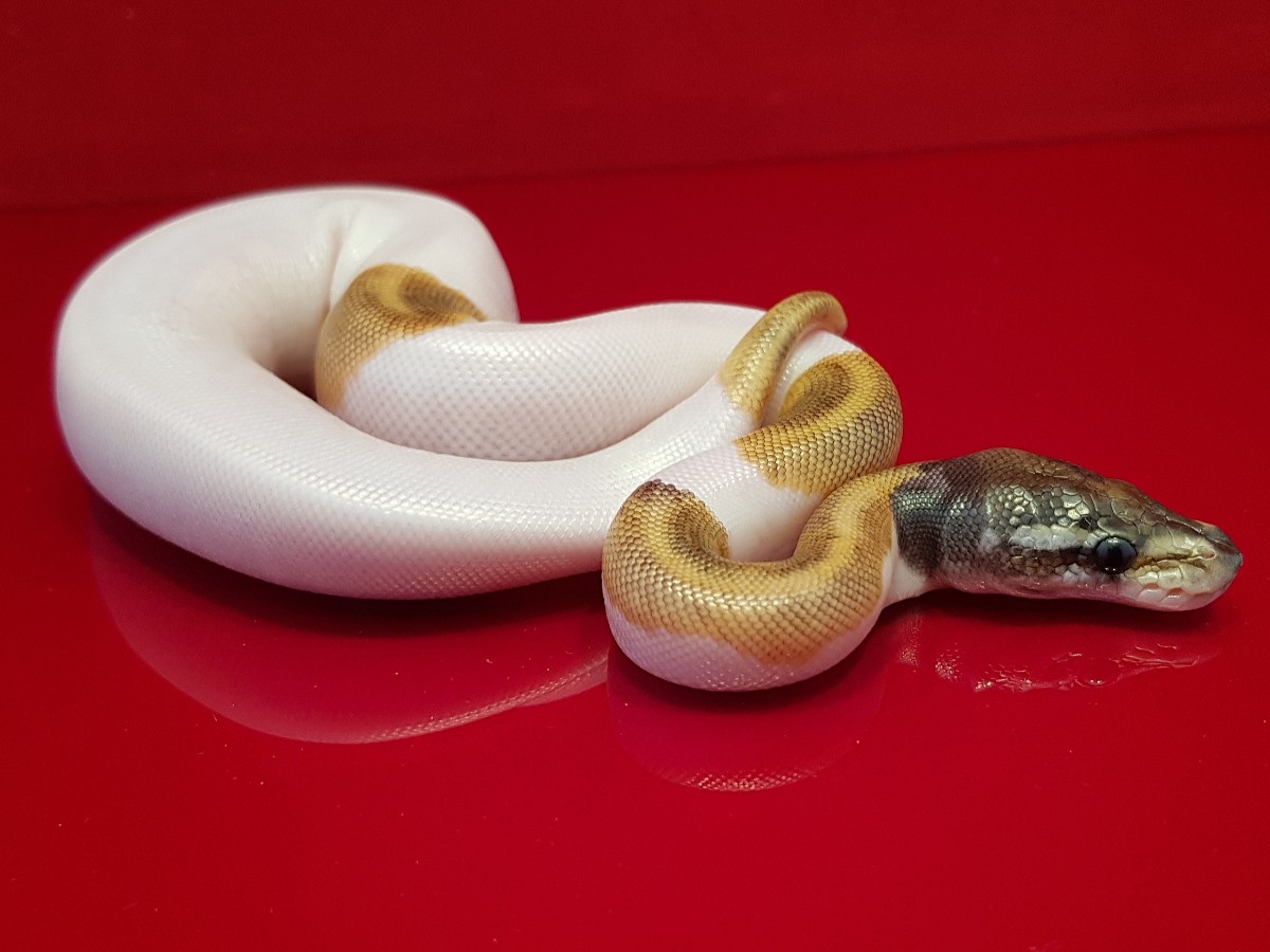 Fire Phantom Piebald