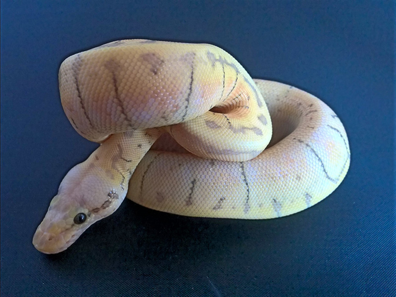 Fire Pinstripe Super Pastel Woma