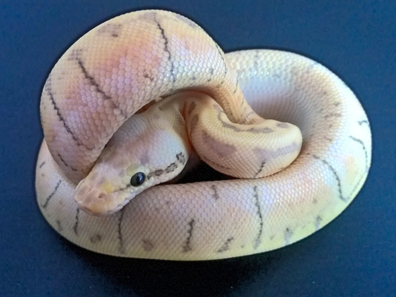 Fire Pinstripe Super Pastel Woma