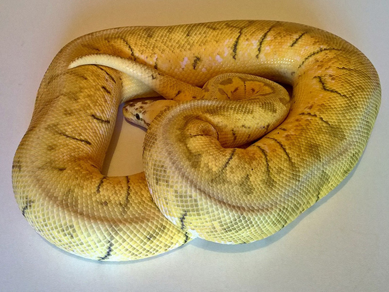 Fire Pinstripe Super Pastel Woma