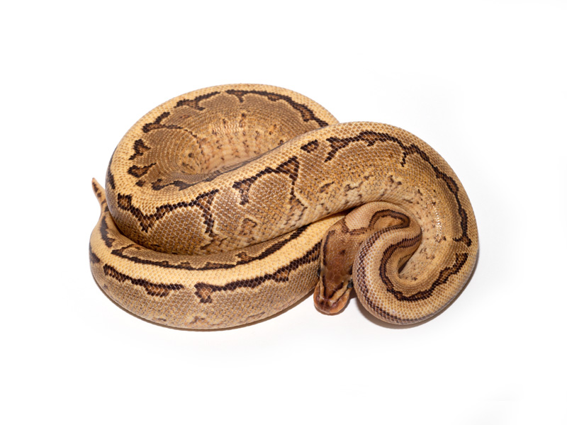 Fire Pinstripe Yellow Belly