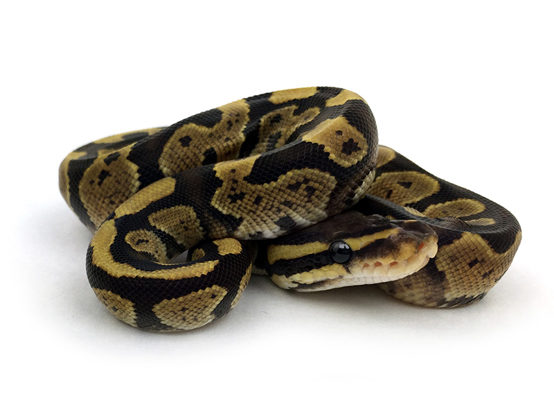 Fire Satin - Morph List - World of Ball Pythons