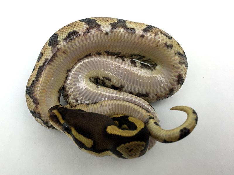 Fire Satin - Morph List - World of Ball Pythons