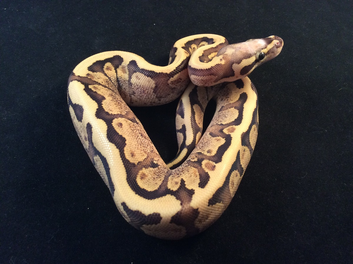 Fire Scaleless Head Vanilla