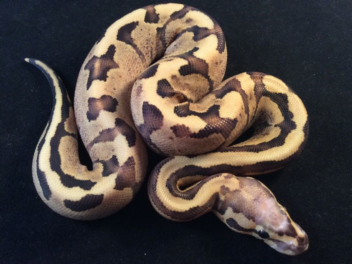 Fire Scaleless Head Vanilla