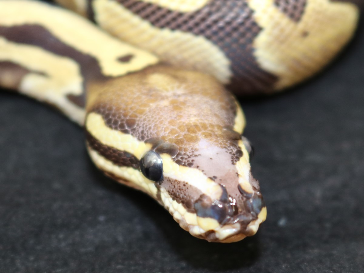 Fire Scaleless Head