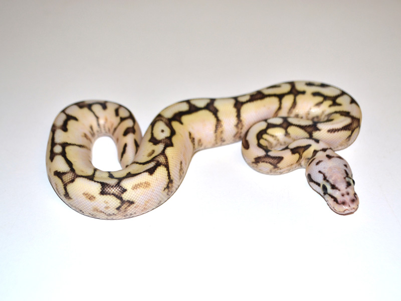 Fire Spider Super Pastel Yellow Belly