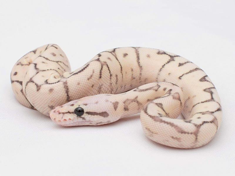 Fire Spider Super Pastel Yellow Belly