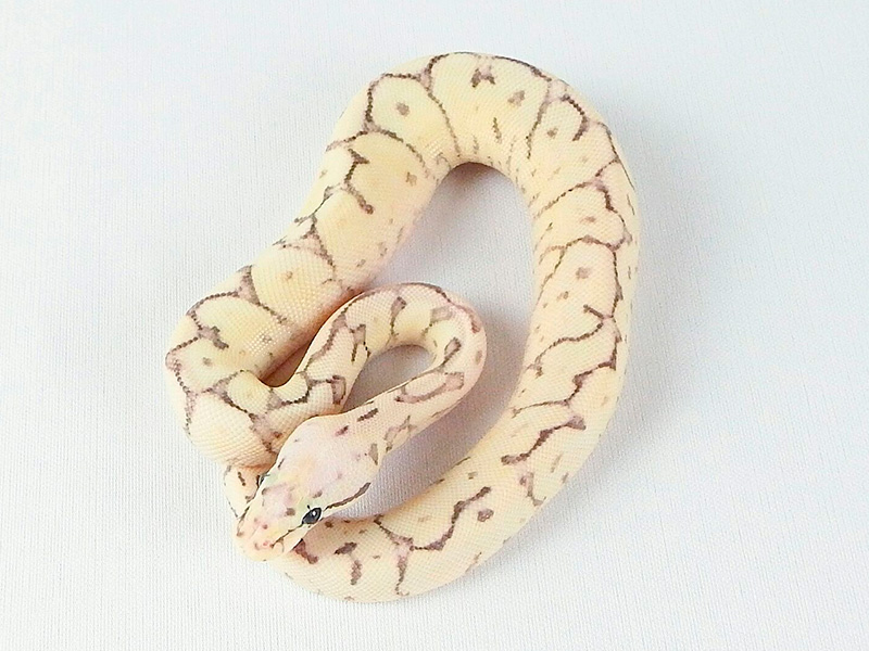 Fire Spider Super Pastel Yellow Belly