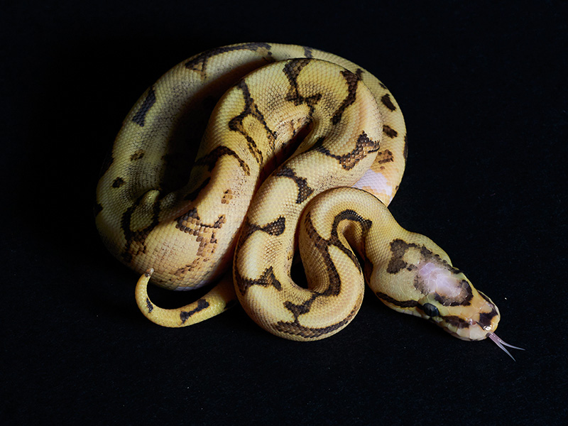 Gallery of Vanilla Cream Ball Python.
