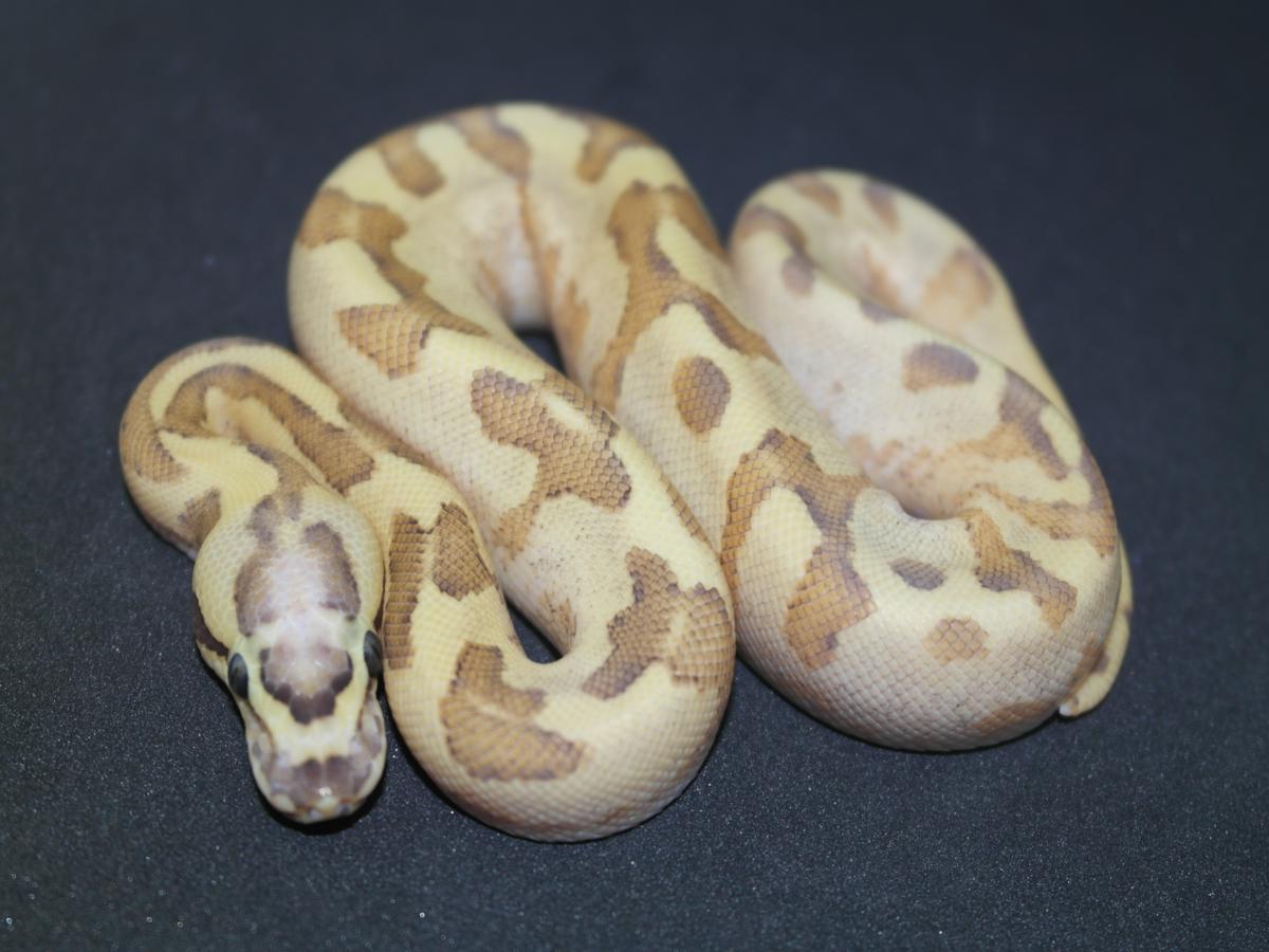 Fire Super Enchi Vanilla Yellow Belly