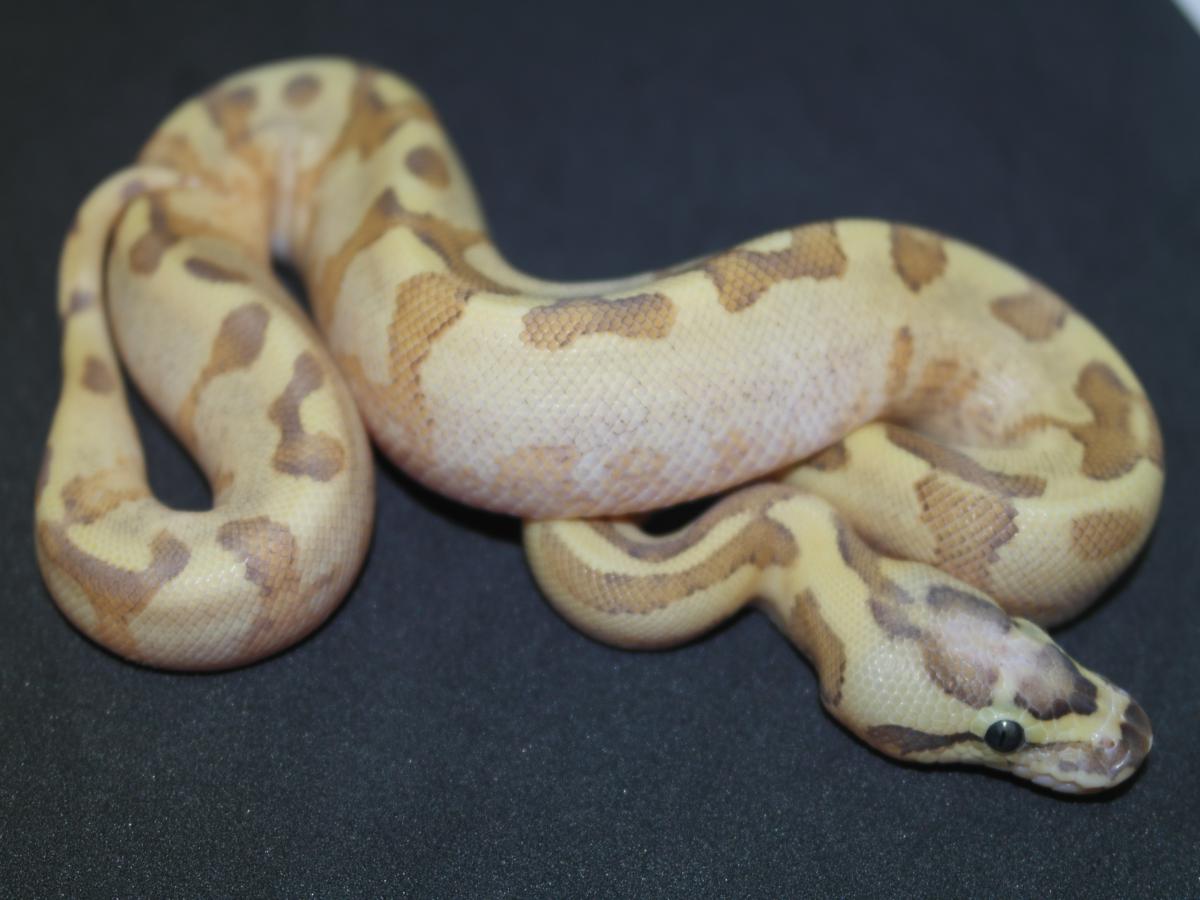 Fire Super Enchi Vanilla Yellow Belly