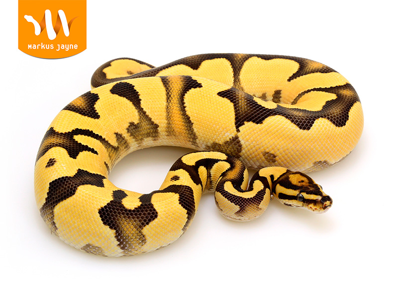 Fire Super Orange Dream Yellow Belly