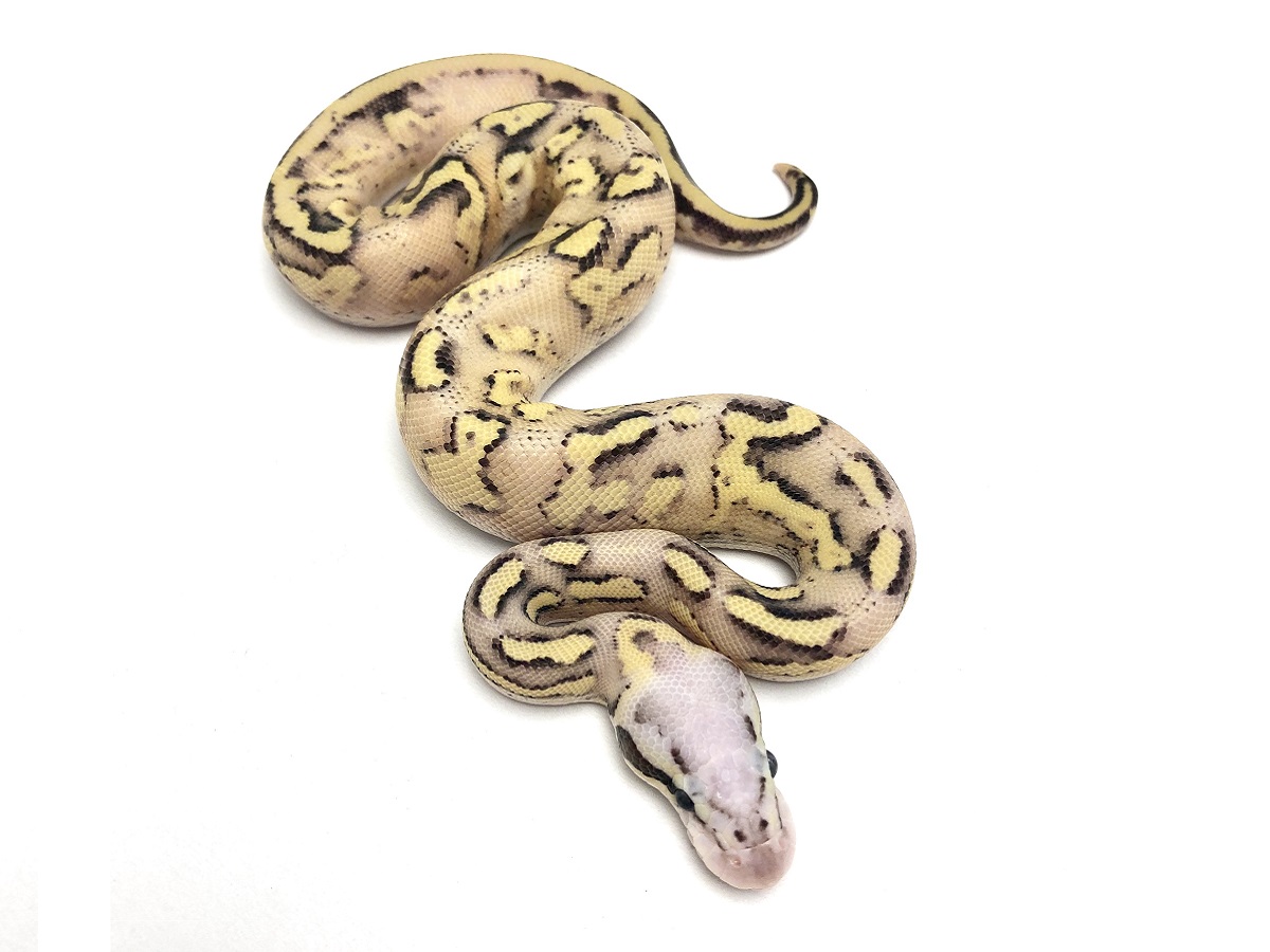 Fire Super Pastel Vanilla Yellow Belly