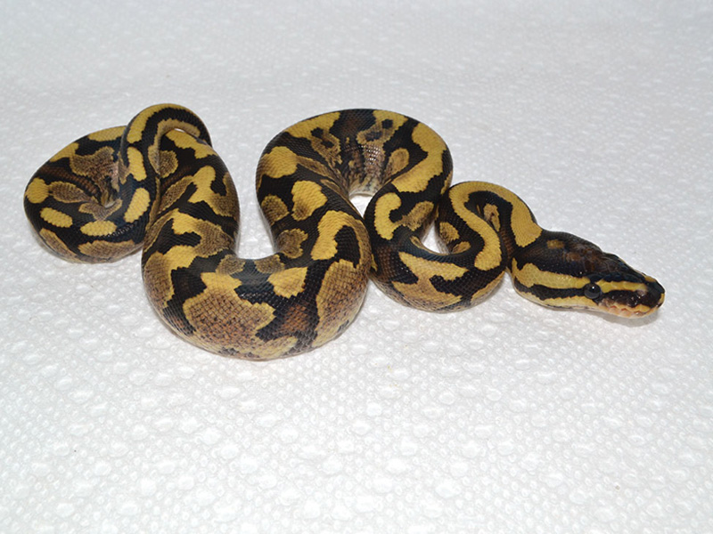 Fire Yellow Belly Jungle Woma