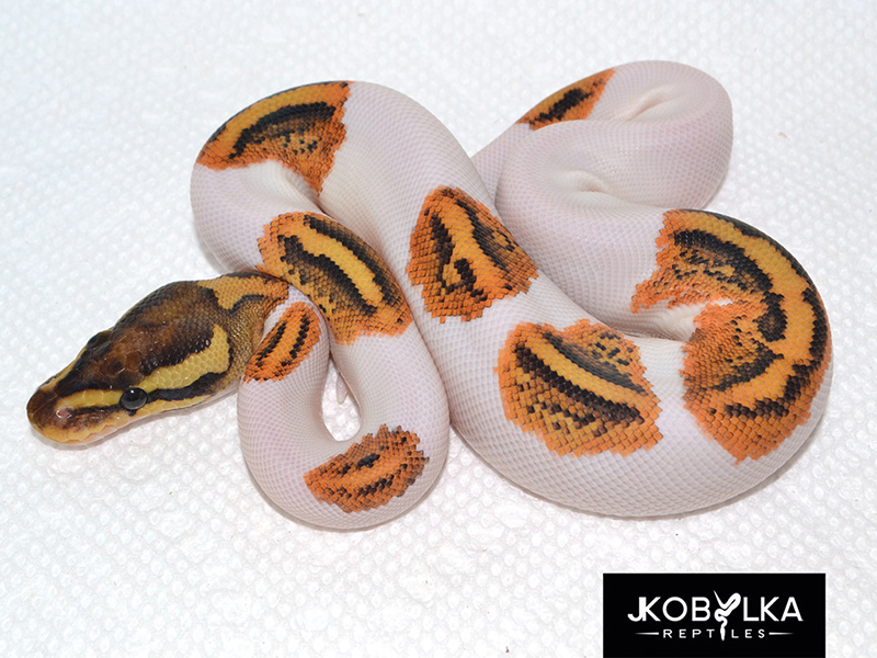 Fire Yellow Belly Pied