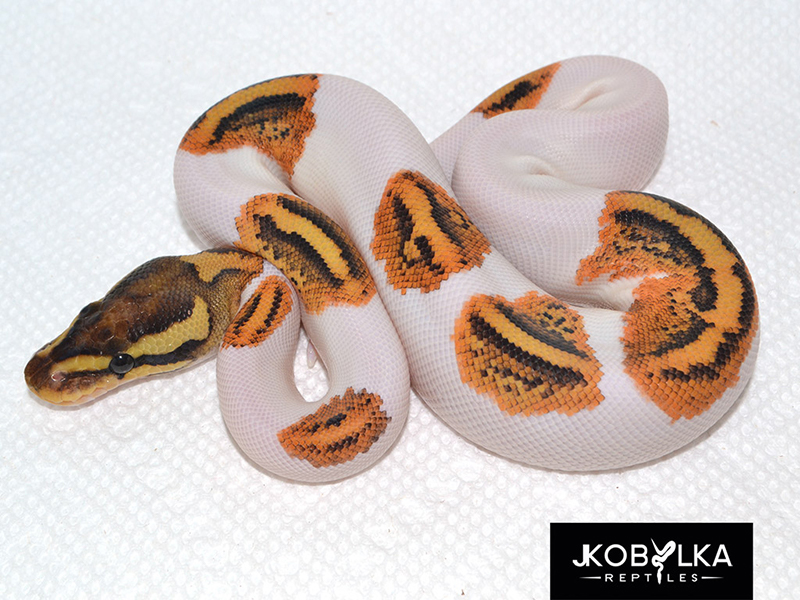 pic Fire Yellow Belly Ball Python For Sale fire yellow belly pied mor...