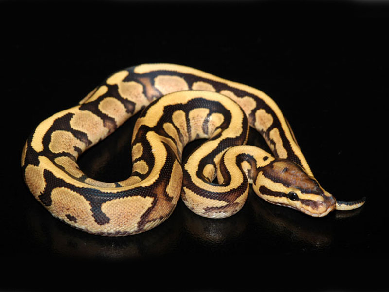 pics Mojave Fire Yellow Belly Ball Python fire yellow belly morph list worl...