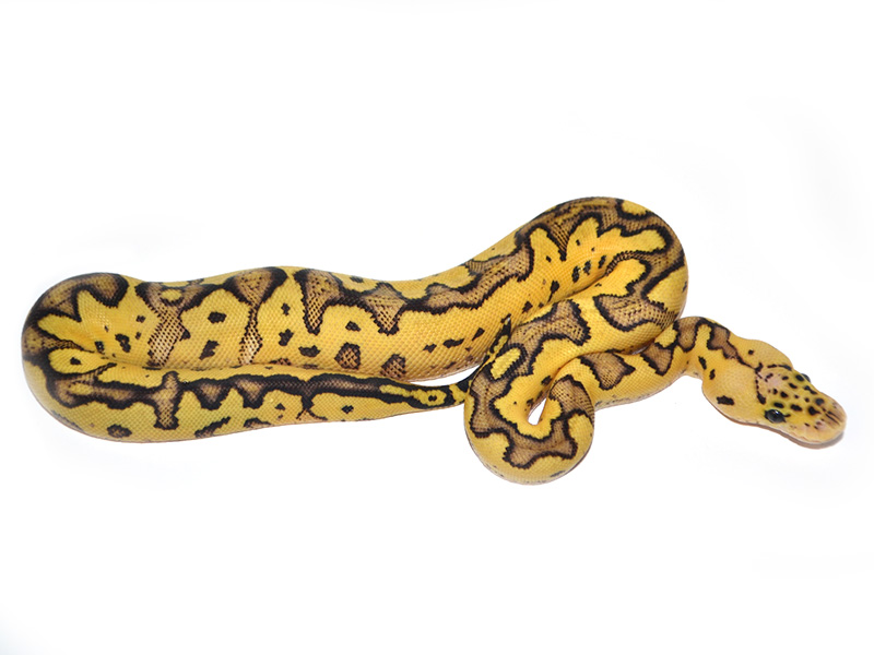 Firefly Clown Ball Python Related Keywords & Suggestions - F