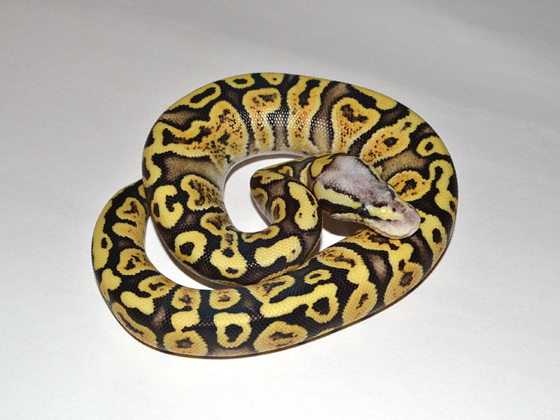 ghi fire ball python ghi fire ball python