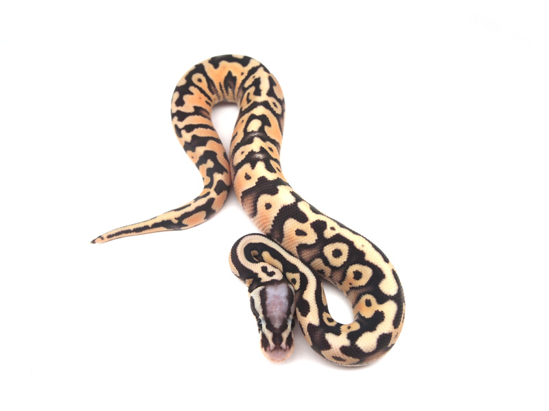 Firefly Hidden Gene Woma Granite