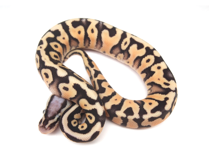 Firefly Hidden Gene Woma Granite