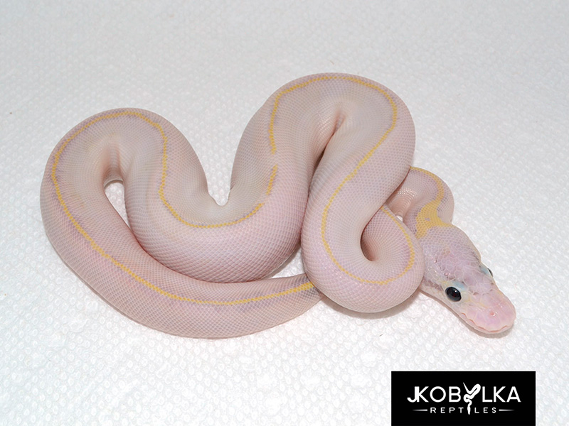 Firefly Ivory