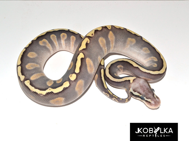 Firefly Mojave Ghi