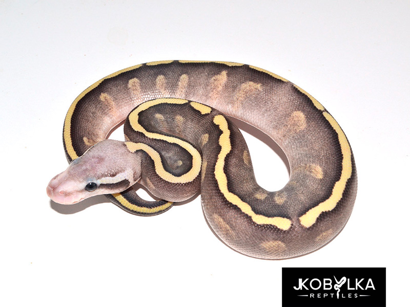 Firefly Mojave Ghi