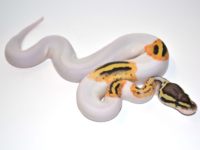 Firefly Pied