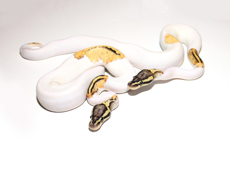 Firefly Pied