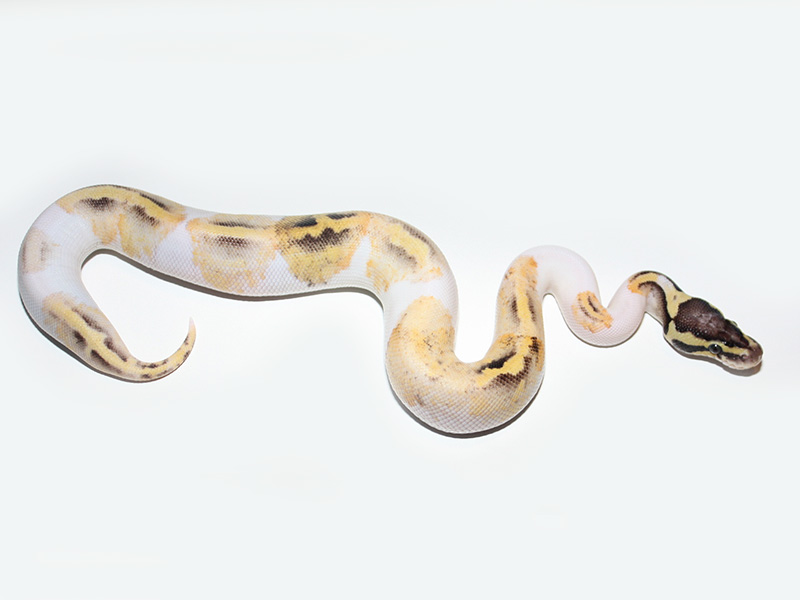 Firefly Pied