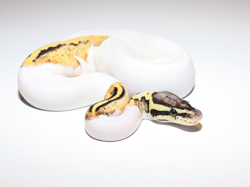 Firefly Pied