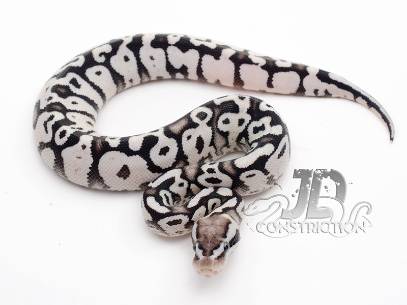 Firefly Yellow Belly Axanthic - Axanthic - Snake Keeper Line