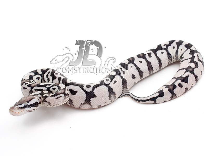 Firefly Yellow Belly Axanthic - Axanthic - Snake Keeper Line