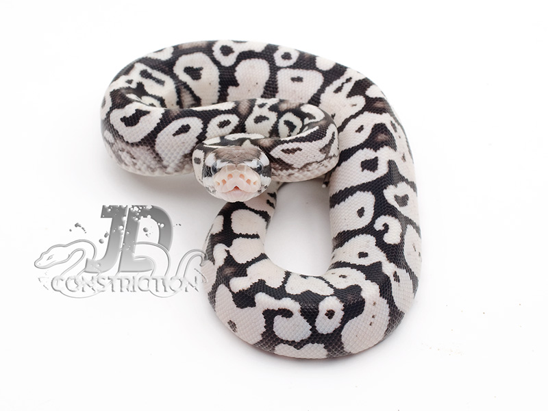 Firefly Yellow Belly Axanthic - Axanthic - Snake Keeper Line