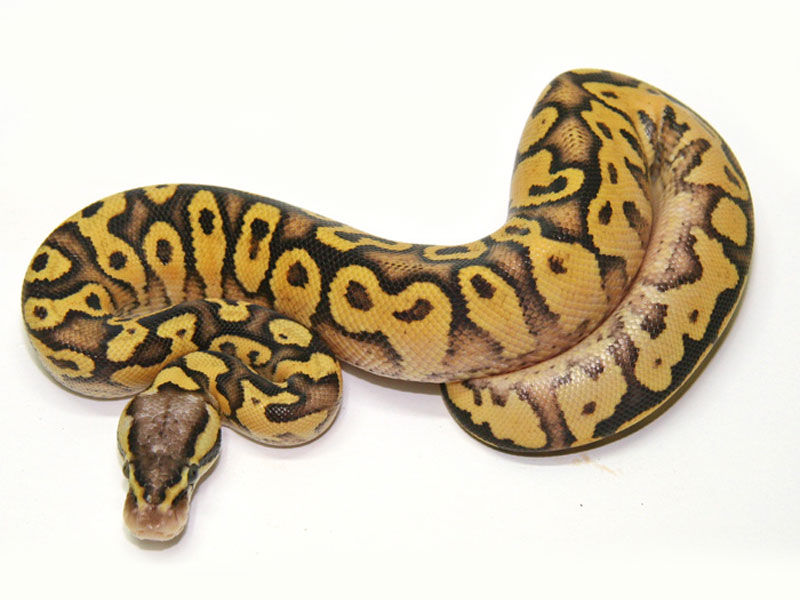 Ball Pythons For Sale. 