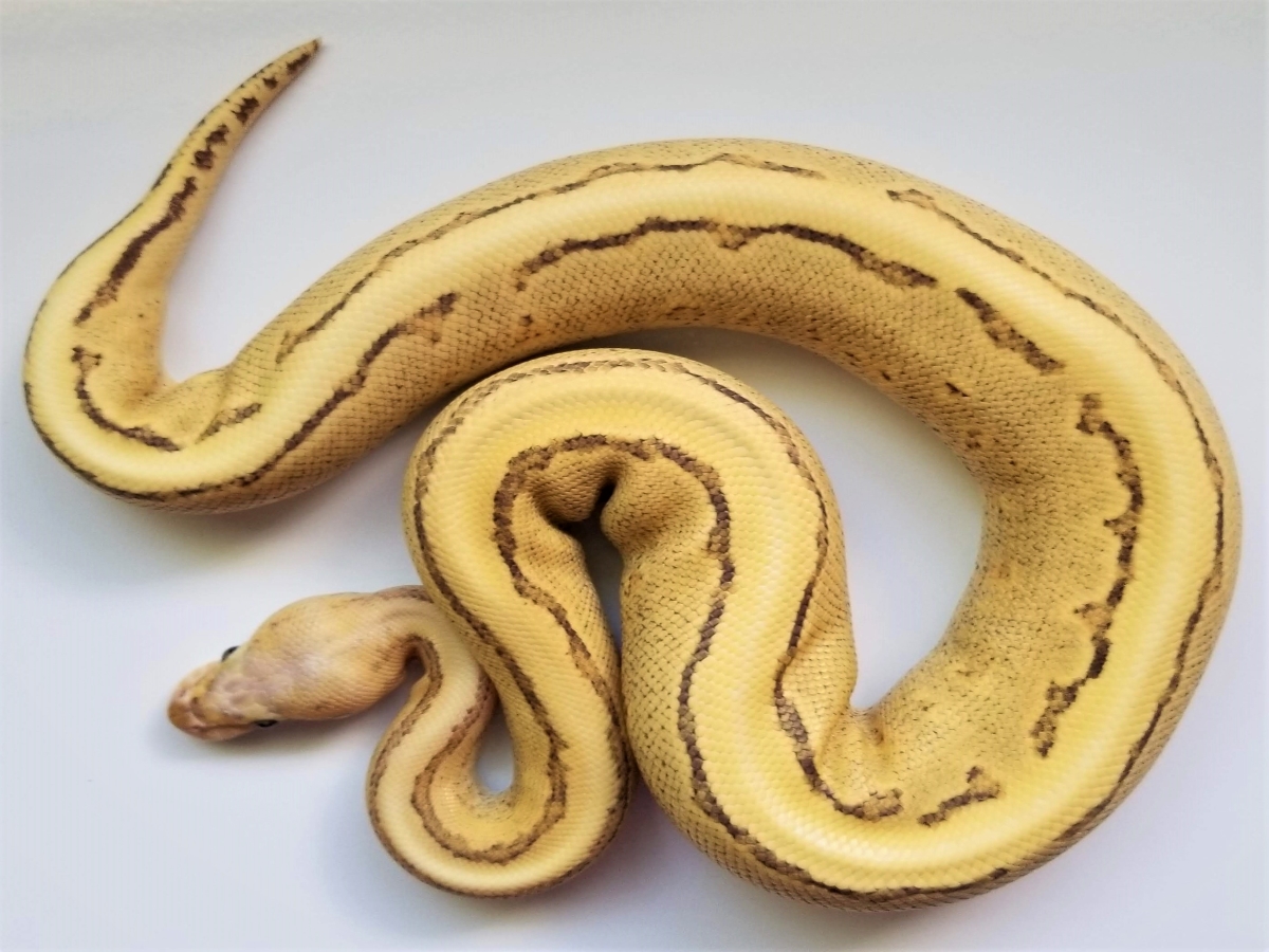 Flame Pinstripe Vanilla