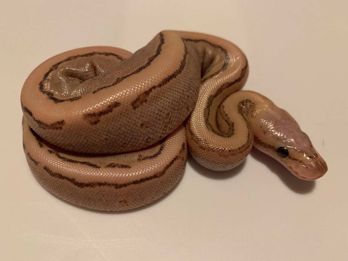 Flame Pinstripe Vanilla