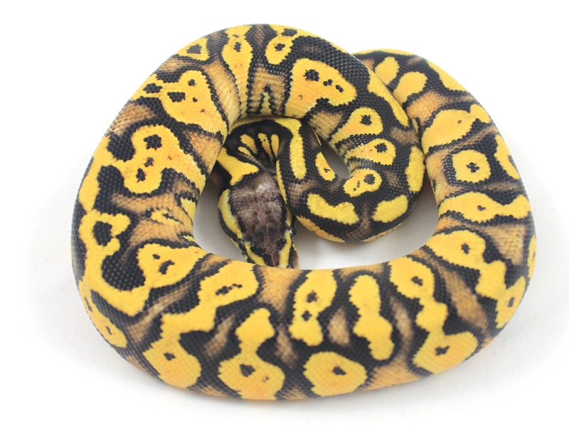 Fuego Granite Pastel Yellow Belly