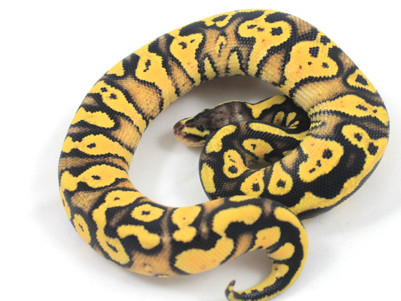 Fuego Granite Pastel Yellow Belly