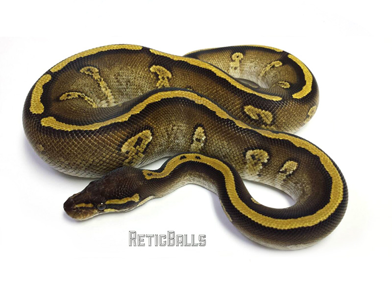 Galaxy Mojave Yellow Belly