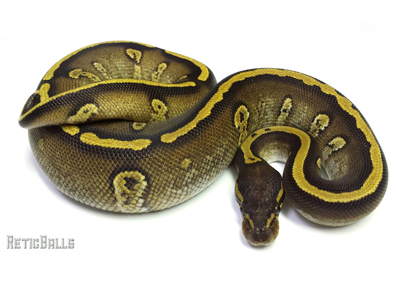 Galaxy Mojave Yellow Belly