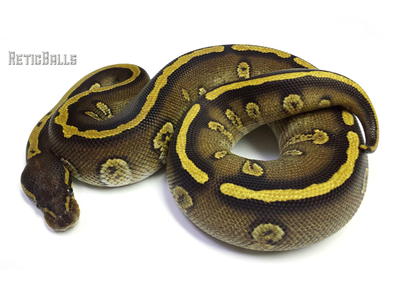 Galaxy Mojave Yellow Belly