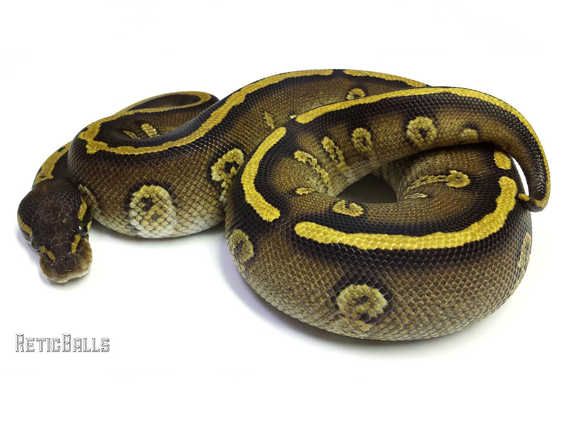 Galaxy Mojave Yellow Belly