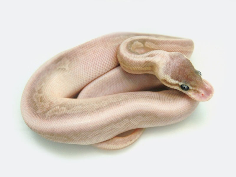 Gargoyle Lesser Pastel